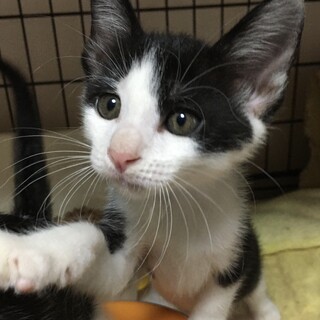 里親決定。たっくん