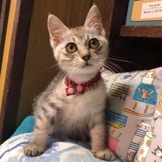 大きな瞳でふわふわの甘えん坊の女の子美誠ちゃん