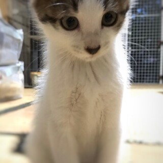 知り合いからの紹介で里親さんが見つかりました