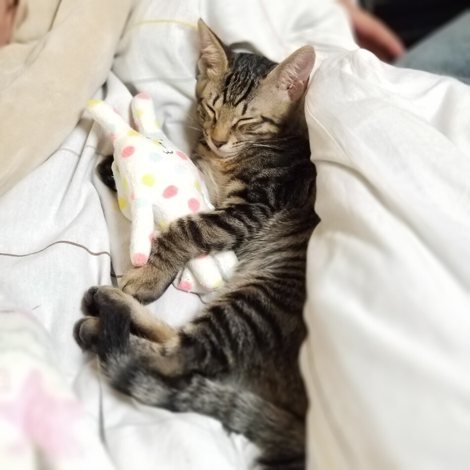 はるわくのカバー写真