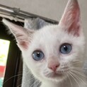 祝決定 ブルーアイの白い妖精ピカちゃん