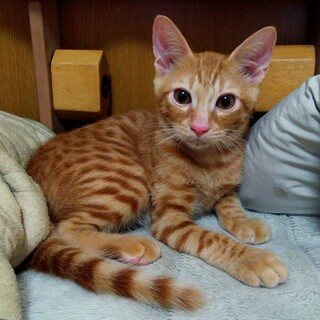 人馴れ抜群❣️茶トラのグリ
