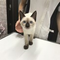 ブルーアイがキレイなシャム系ミックス