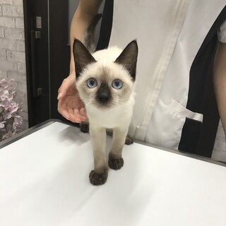ブルーアイがキレイなシャム系ミックス