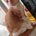 里親様募集！子猫