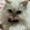 みんみん33