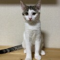 応募停止3ヶ月くらいの美人な女の子。猫慣れ済！