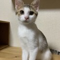 3ヶ月くらいの美人な女の子。猫慣れ済！多頭飼い可能