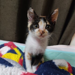 8/29肉球譲渡会参加☆肩乗り三毛猫ラミちゃん