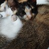 8/29肉球譲渡会参加☆肩乗り三毛猫ラミちゃん サムネイル2