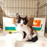 8/29肉球譲渡会参加☆肩乗り三毛猫ラミちゃん サムネイル3
