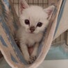 8/29肉球譲渡会参加☆超甘えん坊美猫シオンちゃん サムネイル2