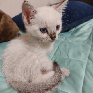 8/29肉球譲渡会参加☆超甘えん坊美猫シオンちゃん