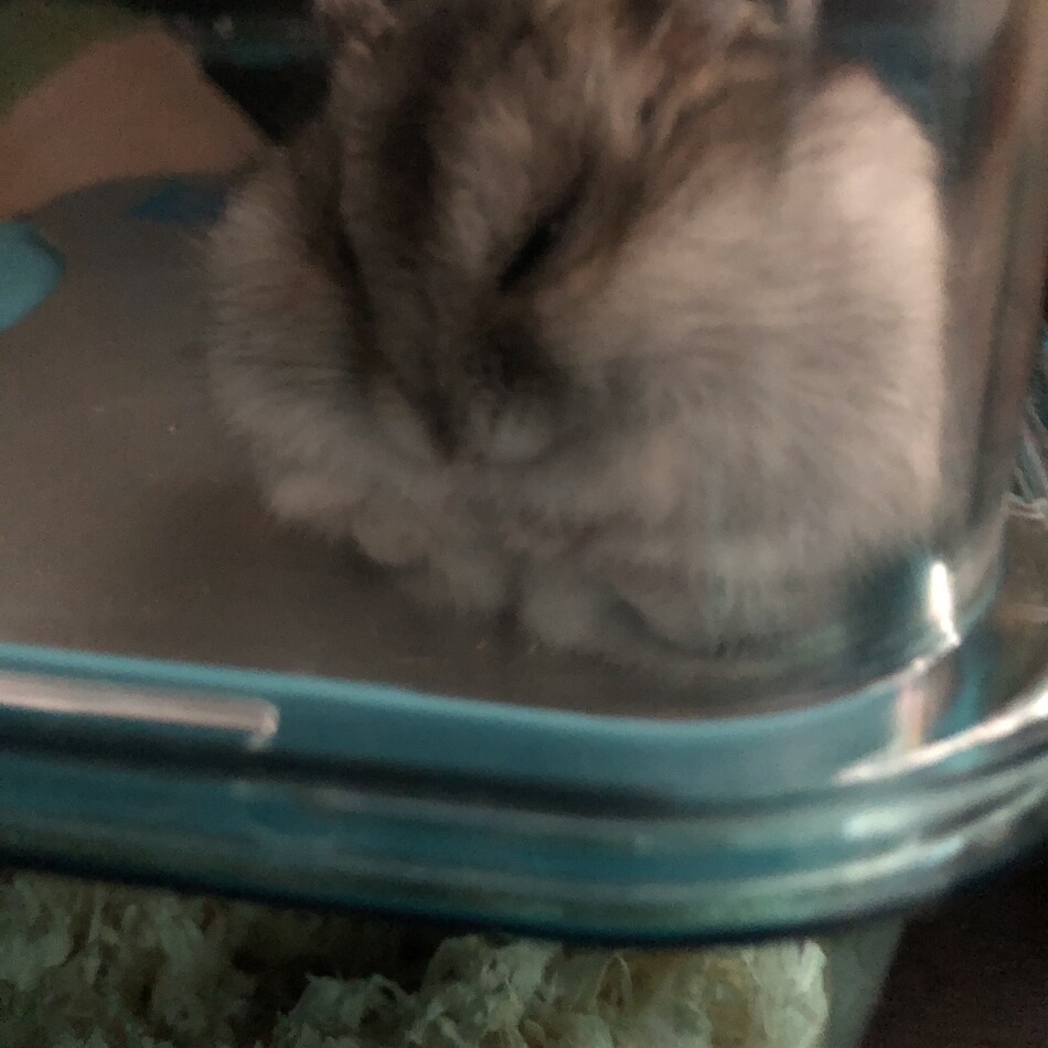 おもちのカバー写真