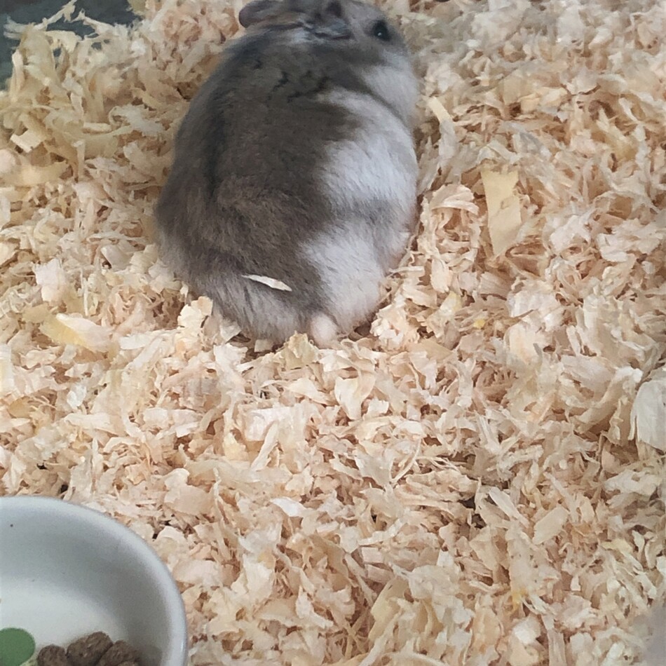 宗次郎のカバー写真