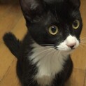 元気印！メスの黒白子猫（ちょび髭あり）