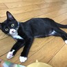 元気印！メスの黒白子猫（ちょび髭あり） サムネイル2