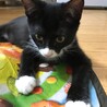 元気印！メスの黒白子猫（ちょび髭あり） サムネイル3