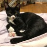 元気印！メスの黒白子猫（ちょび髭あり） サムネイル4