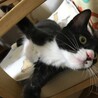 元気印！メスの黒白子猫（ちょび髭あり） サムネイル5
