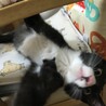 元気印！メスの黒白子猫（ちょび髭あり） サムネイル6