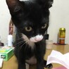 元気印！メスの黒白子猫（ちょび髭あり） サムネイル7