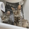 ハイジとペーター