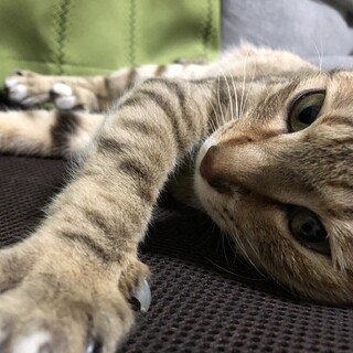 【もぐらといたち】人懐っこくて大人しい猫