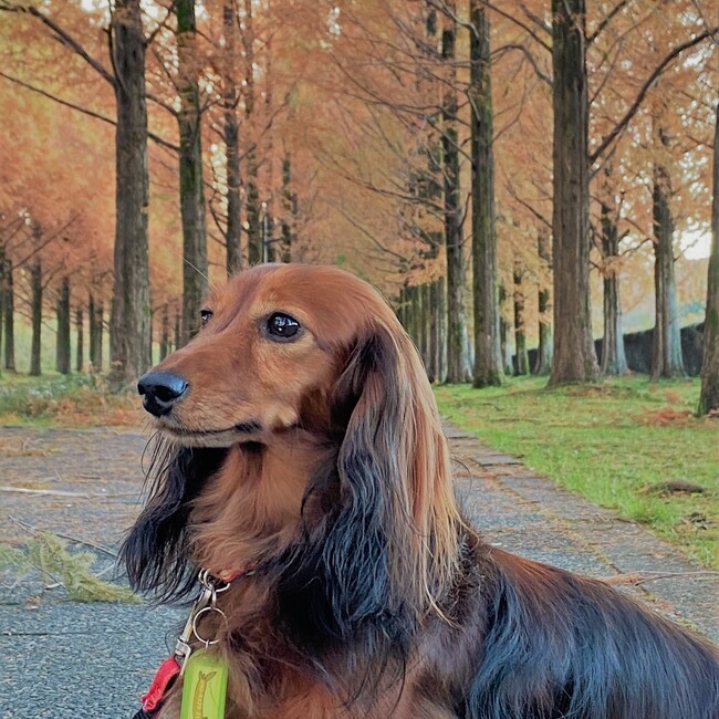 nanapippiのカバー写真