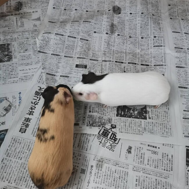ジュジュ のカバー写真