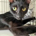 ０歳のメス猫ちゃんです。