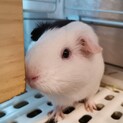 とてもかわいいモルモット