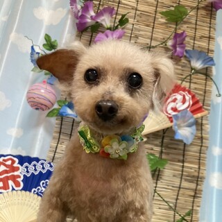 トイプードル　ふぁんふぁん