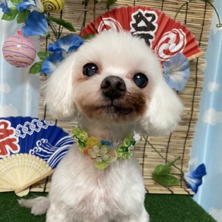 マルチーズ　まるるちゃん