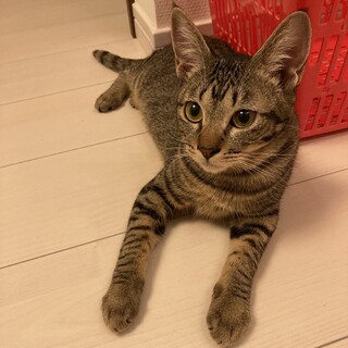 かまってちゃんの元気いっぱいキジトラ♡あみ