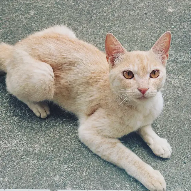 satojyのカバー写真