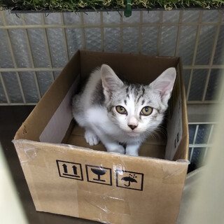 白グレーの子猫の里親募集