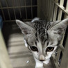 白グレーの子猫の里親募集 サムネイル4