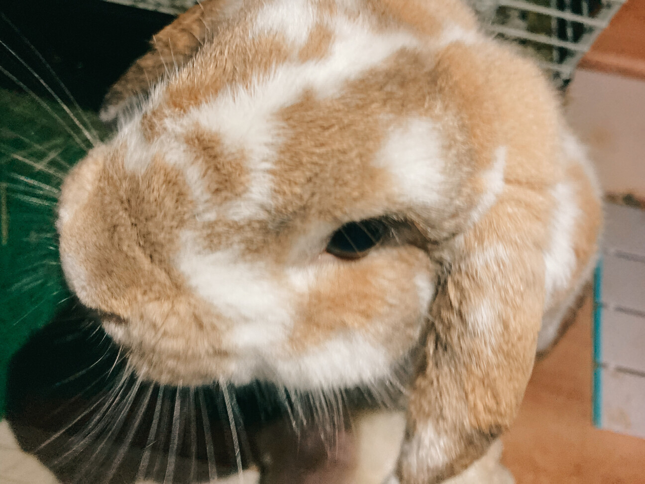 3歳のうさぎ ホーランド 石川県 小動物の里親募集 ペットのおうち 月間利用者150万人
