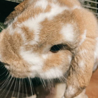 3歳のうさぎ(ホーランドロップイヤー)