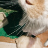 3歳のうさぎ(ホーランドロップイヤー) サムネイル2