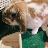 3歳のうさぎ(ホーランドロップイヤー) サムネイル3