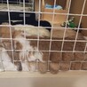 3歳のうさぎ(ホーランドロップイヤー) サムネイル4