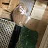 3歳のうさぎ(ホーランドロップイヤー) サムネイル6