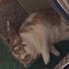 3歳のうさぎ(ホーランドロップイヤー) サムネイル7