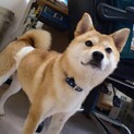 柴犬　詩ちゃん