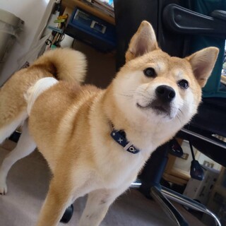 柴犬　詩ちゃん