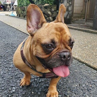 フレブル　ひぽぽん