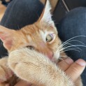 人間大好き茶トラちゃん♂