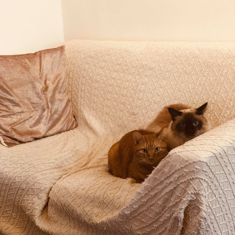 にゃにのカバー写真